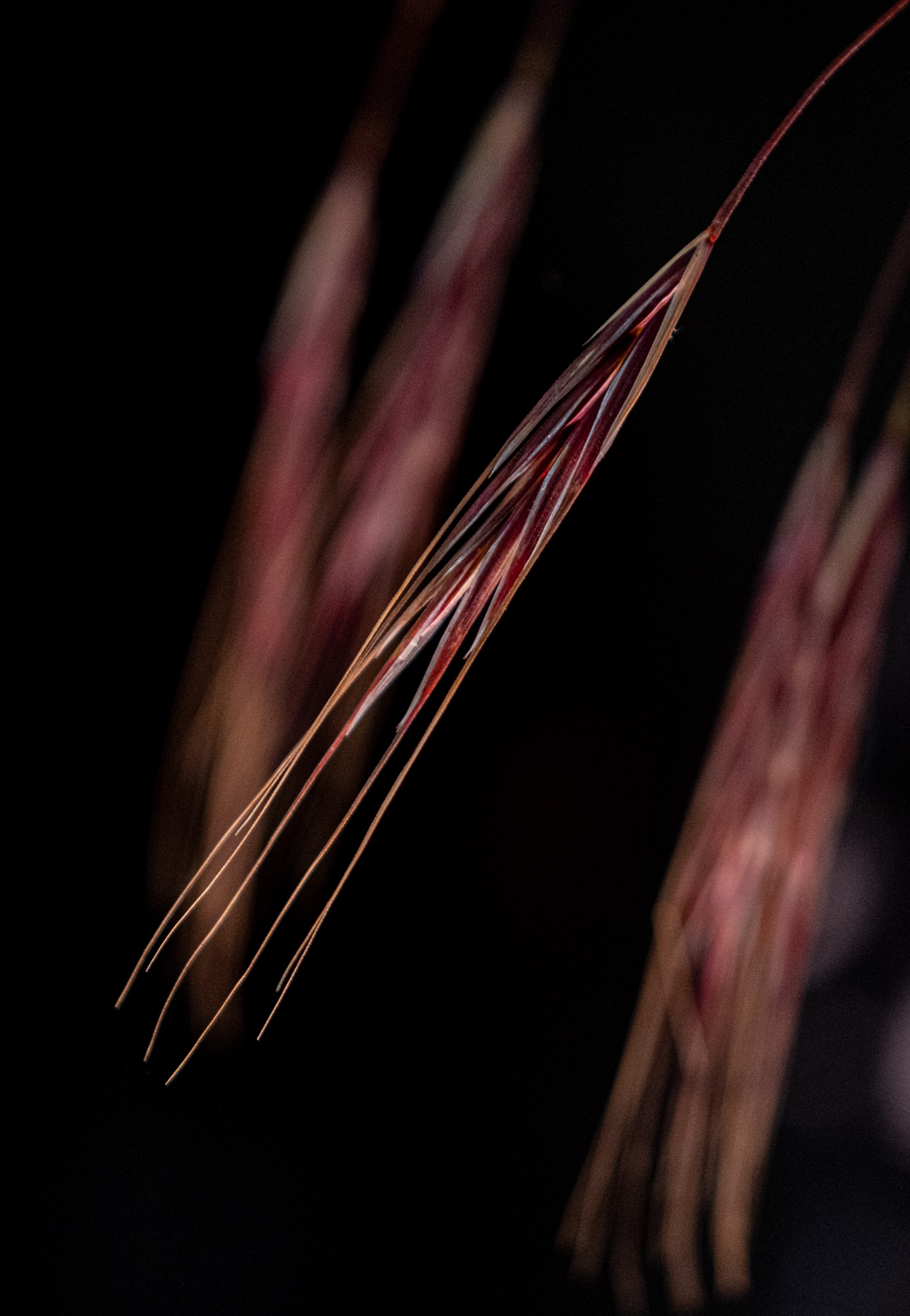 2024 06 08  xt 5   3662